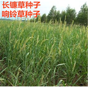 长镰草种子 响铃草 墓地草坪种子坟地草籽 四季青草籽 坟头草茅草