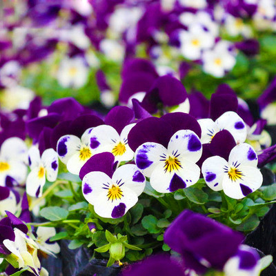 三色堇花种子家庭阳台盆