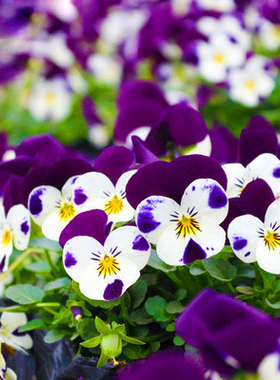 三色堇花种子 家庭阳台盆栽四季易种花卉种子 蝴蝶花 猫儿脸花籽