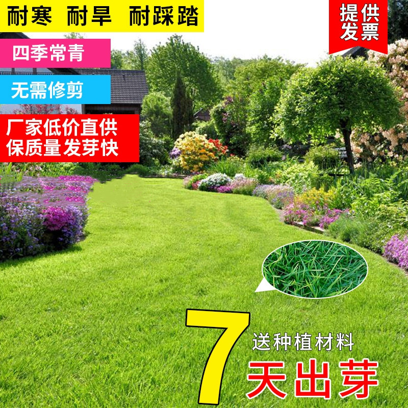 高尔夫草坪草籽种子四季常青别墅庭院花园绿化免修剪足球场种孑