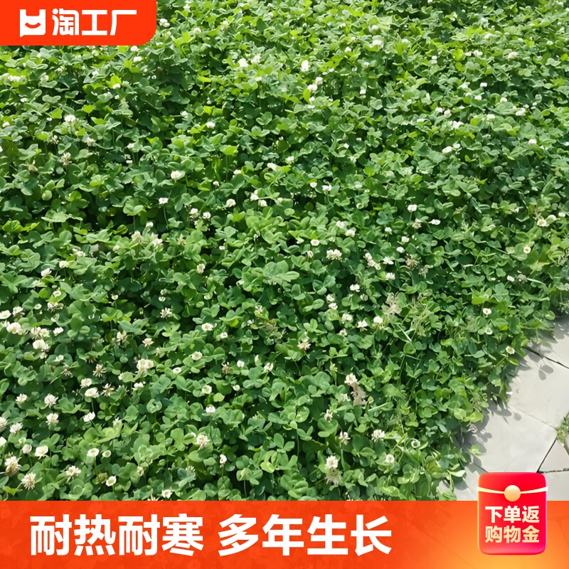 种子红三叶种籽幸运草四季常青耐寒绿化绿肥草坪草籽春天种植