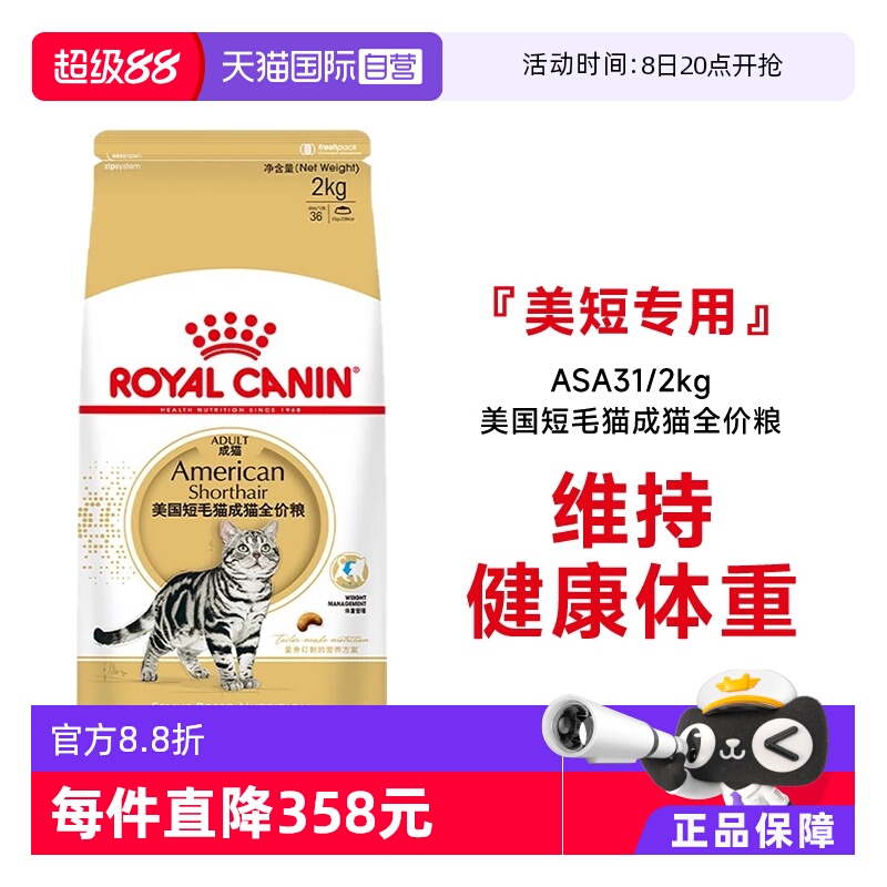 自营美国短毛猫成猫皇家