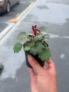 红花大文字草掌上小盆栽