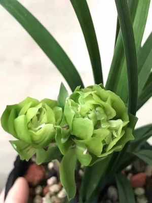 精品兰花春兰奇花～绿云牡丹~花期带花苞