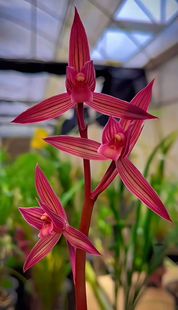 精品兰花春剑都江红素花期带花苞