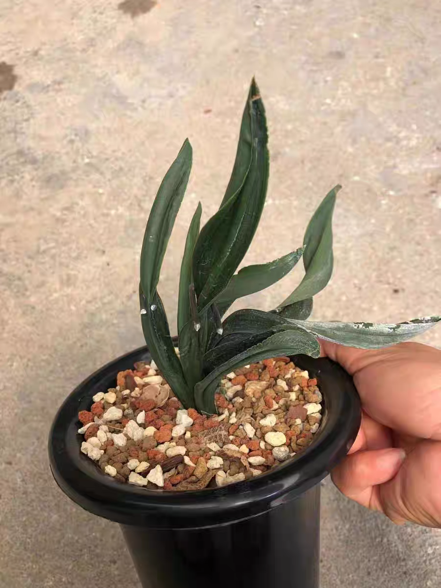 经典墨兰天花板级奇叶文山佳龙，叶质厚实旋扭边缘有锯齿花期带花