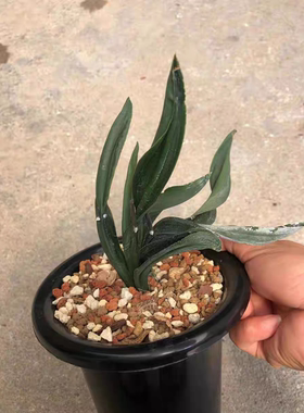 经典墨兰天花板级奇叶文山佳龙，叶质厚实旋扭边缘有锯齿花期带花