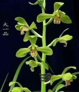 精品兰花苗蕙兰老八种大一品浓香型原生老种苗