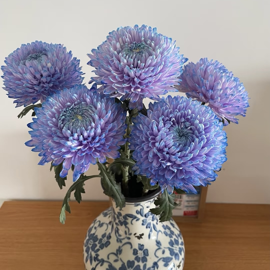云山花卉优选【牡丹菊】青花瓷牡丹菊室内水培插花鲜花云南