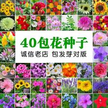 四季 播易种植孑室内外家庭阳台盆栽春秋花卉花籽 花种子套餐