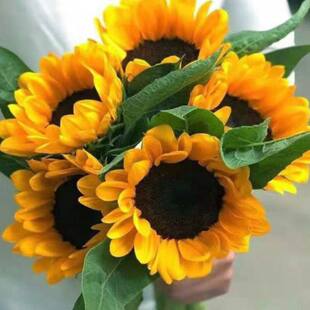 【向日葵】向阳花束室内水培绿植现采云南基地直发客厅桌面摆放