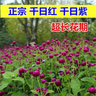 千日红百日花红火种子球庭院景观绿化花卉盆栽易活花籽千日紫种子