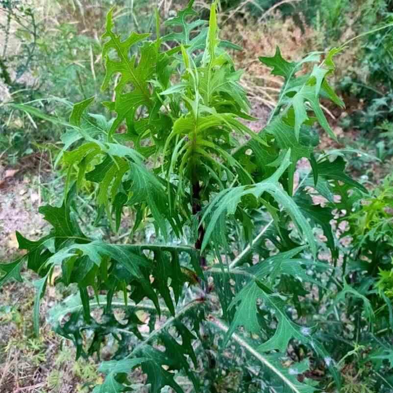 野莴苣种子苦麻菜苦芥菜山油麻草药山莴苣苦荬菜山芝麻种籽