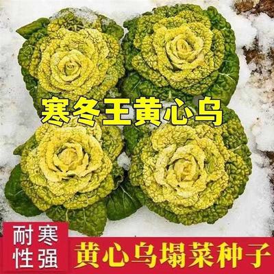 乌菜种子寒冬王黄心种籽乌塌菜雪里金花青菜孑白菜黑菜秋冬季菜籽