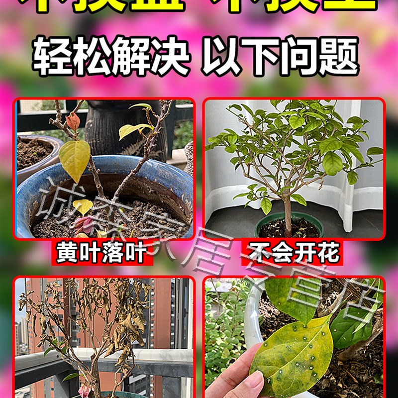 三角梅复活液植物开花肥强力生根剂黄叶光杆养花营养生根药水