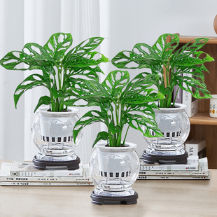 仙洞龟背竹水培植物盆栽室内绿植花卉四季好养水养懒人办公室客厅