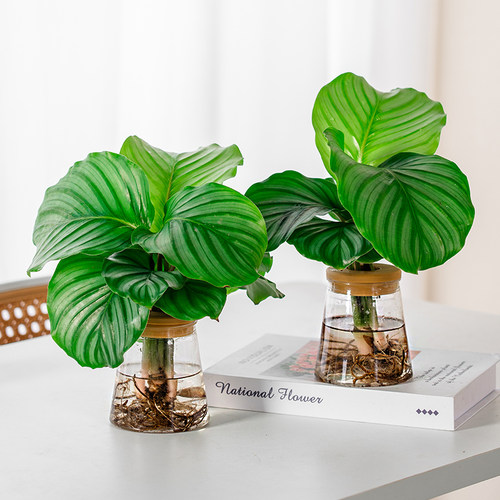 水培青苹果绿植室内客厅四季好养盆栽办公室桌面植物花卉净化空气