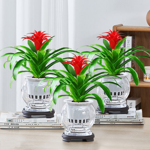 鸿运当头水培绿植室内花卉