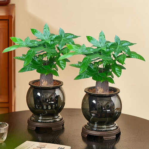 发财树水培植物盆栽室内阳台净化空气绿植花卉客厅桌面四季好养花