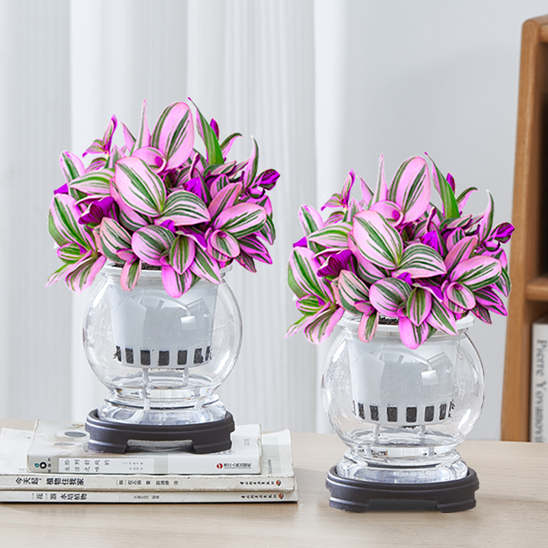 油画婚礼水培室内绿植四季植物花卉办公室桌面净化空气好养盆栽花