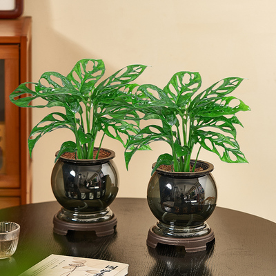 水培仙洞龟背竹盆栽阳台客厅四季好养植物办公室桌面室内绿植盆景