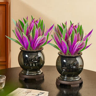 紫露兰水培植物盆景阳台花卉客厅绿植室内办公桌面小盆栽四季好养