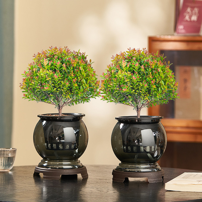 小叶赤楠水培绿植盆栽阳台客厅懒人四季好养植物办公室桌面小盆景