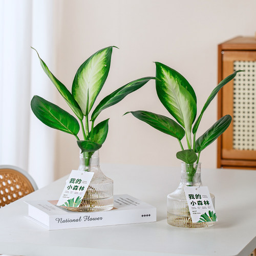 玛莉安水培室内绿植四季好养客厅盆栽办公室桌面植物花卉净化空气