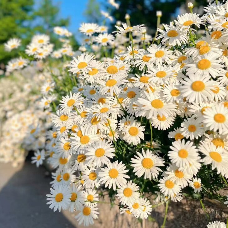 小雏菊花种子四季开花室内外易活盆栽花卉庭院植物耐寒鲜花种籽子