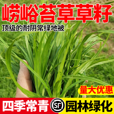 青绿苔草种子莎草科多年生草坪