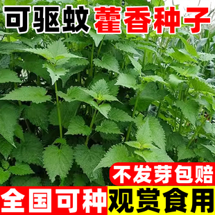 藿香种子新鲜食用藿香盆栽原土霍香苗五香叶鱼香种子阳台庭院蔬菜