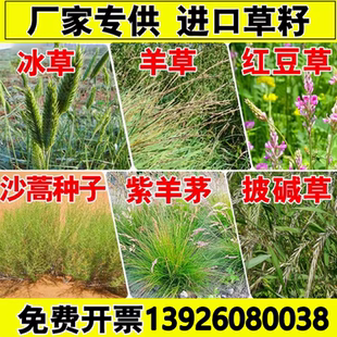 扁穗冰草紫羊茅沙嵩蒿羊草草籽红豆草种子孑耐旱寒抗风沙绿化护坡