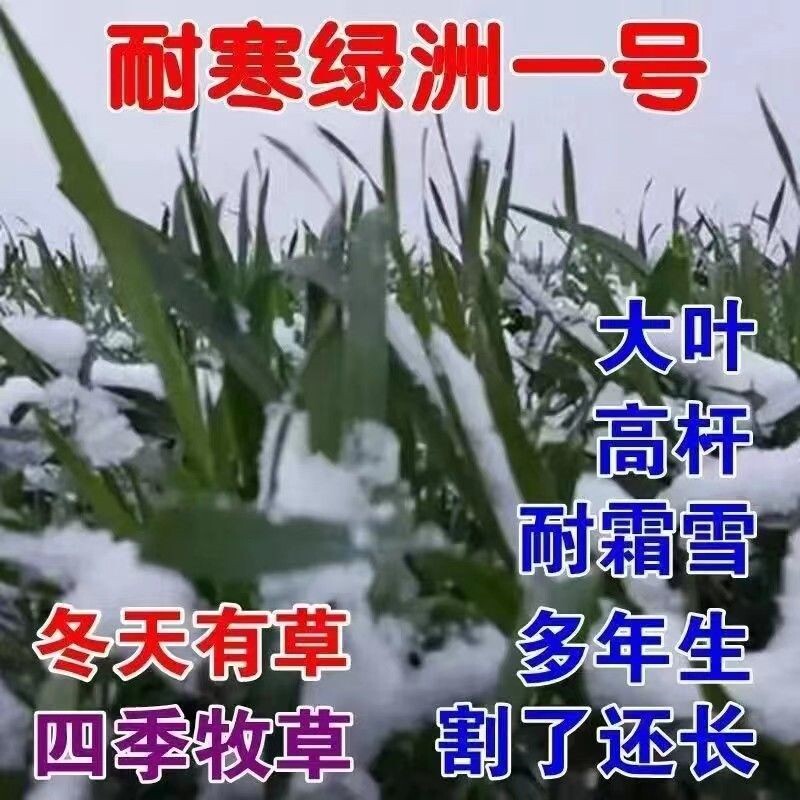 金牧粮草耐寒一号牧草王种子冻不死多年生冬天牛羊吃的鱼牧草种子