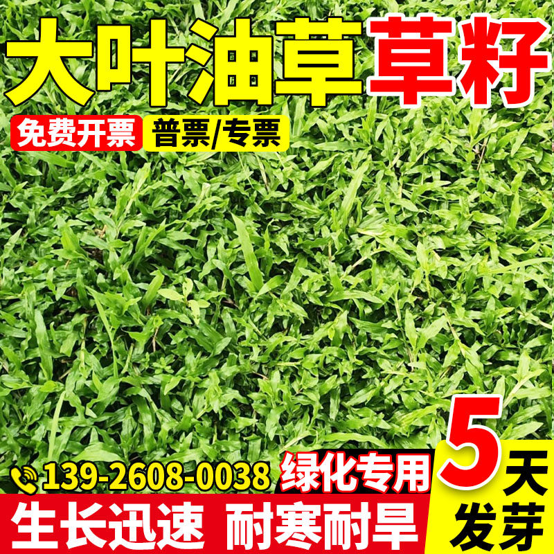 大叶油草种子大叶油草草籽耐热抗旱矮生公园绿化四季青草坪草种子