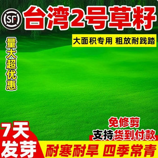 台湾2号草坪草籽细叶结缕草草皮种子矮生四季青草种台湾草籽庭院