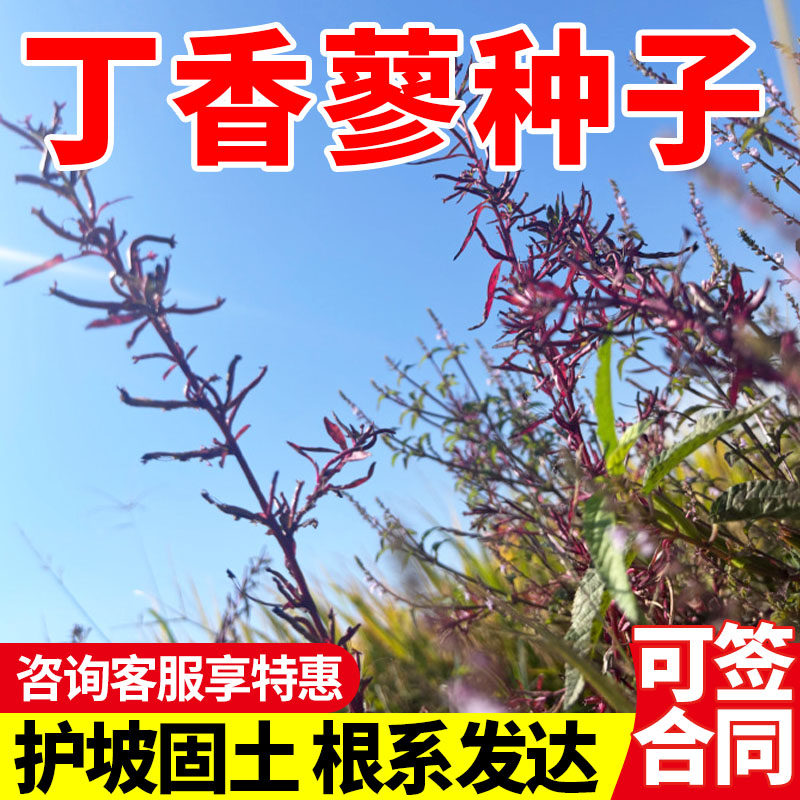 丁香蓼种子水丁香喇叭草庭院田园四季播种湿地绿植种籽绿化包邮
