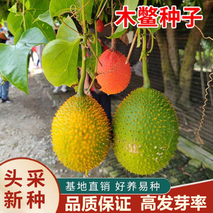 果树种子木鳖子种子木鳖果漏苓子臭屎瓜木憋子地桐子藤桐子