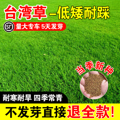 台湾草四季常青草籽庭院别墅