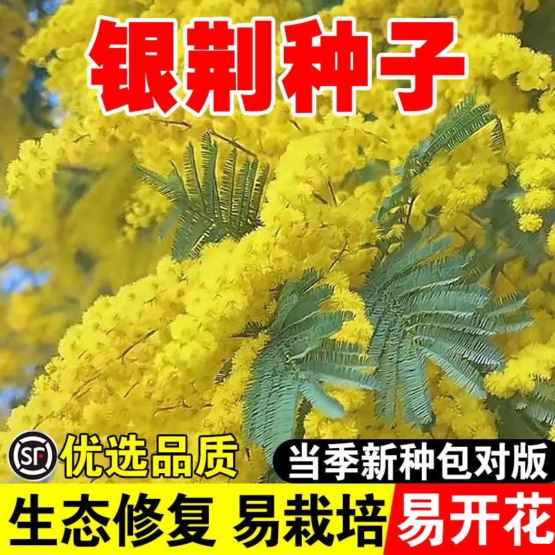 银荆种子合欢树种孑护边园林绿化鸭皂树庭院耐寒观赏种籽合欢花