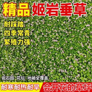 姬岩垂草种子多年生匍匐地被植物耐旱耐热耐寒低维护会开花的草坪