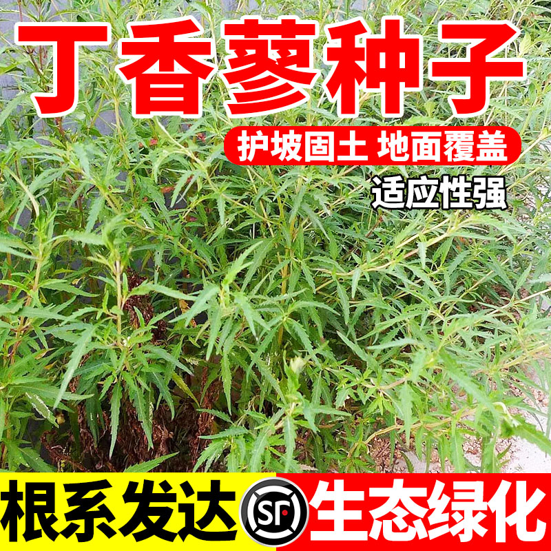 丁香蓼种子水丁香喇叭草庭院田园四季播种湿地绿植种籽绿化包邮