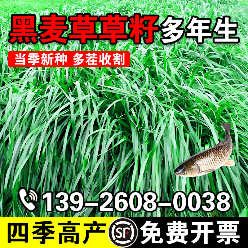 黑麦草草籽多年生多年生黑麦草种子四季常青鸡鸭鹅猪牛羊鱼草种籽