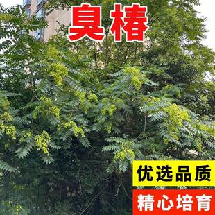 新采臭椿树林木种子臭椿种子乔木 造林树苗籽 红油香椿种子