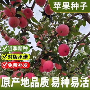苹果种子野生苹果树种子盆栽果树种子日本红富士苹果种籽