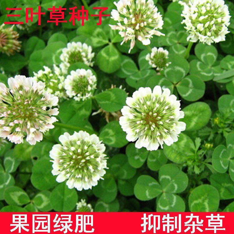 白三叶草种子红花卉护坡草籽绿化庭院固土植物多年生果园绿肥牧草