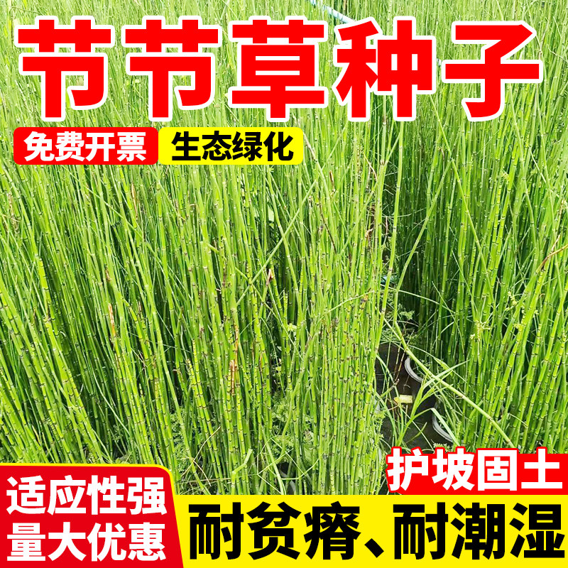 节节草种子植物河道边坡水土保持生态修复草种水边湿地绿化观赏 - 实物图
