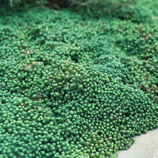 中华景天种子 盆栽庭院阳台四季常绿喜阳易养多肉植物种子 新奇