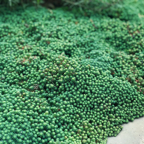 中华景天种子盆栽庭院阳