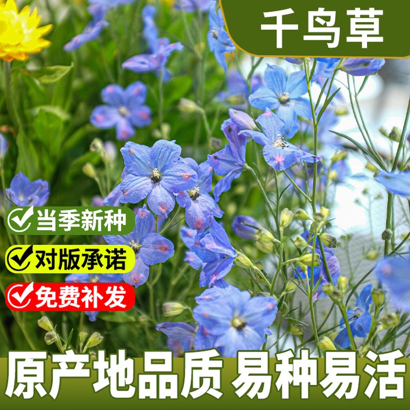 千鸟草小花飞燕草花种子籽耐寒