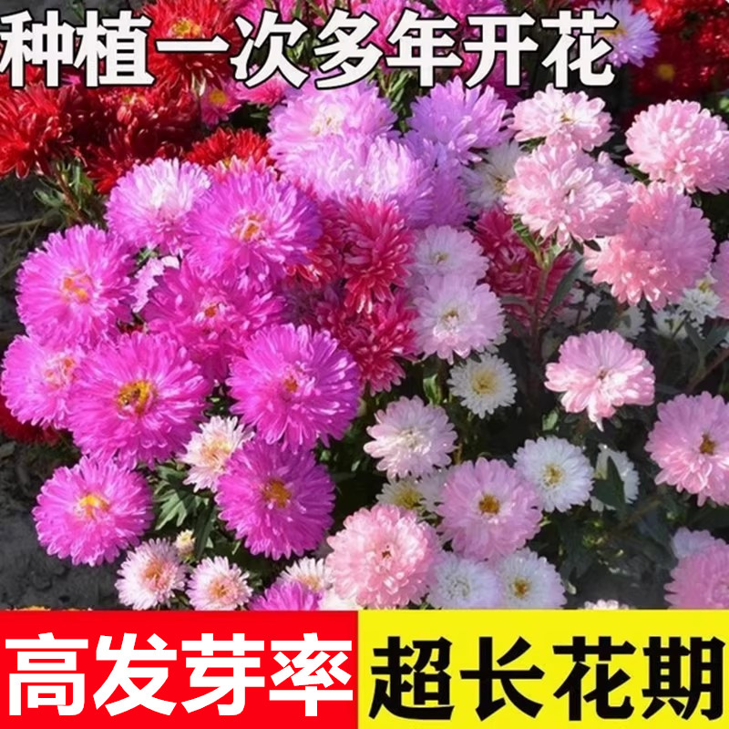 易活翠菊种子室外室内